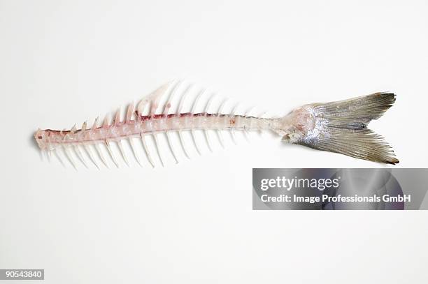 salmon trout skeleton on white background, close up - tierknochen stock-fotos und bilder