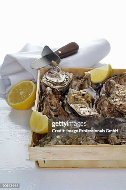 crate of oyster with lemon, close up - muschel close up studioaufnahme stock-fotos und bilder
