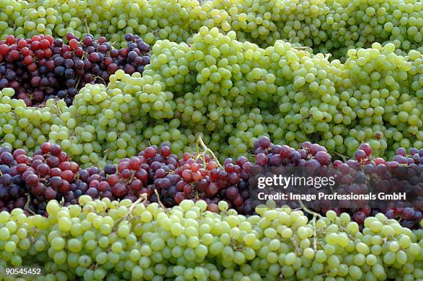 green and red grapes, full frame - green grape stock pictures, royalty-free photos & images