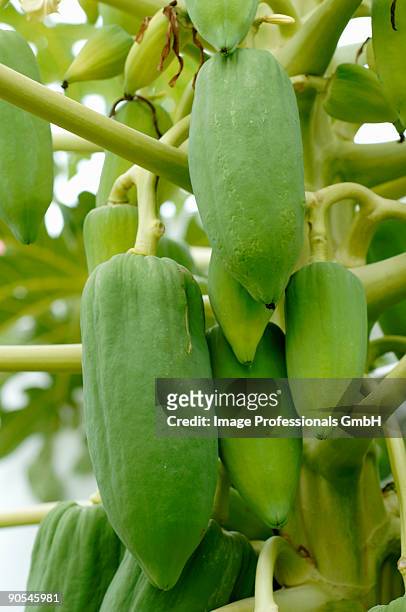 papayas on tree, low angle view - low hanging fruit stock pictures, royalty-free photos & images
