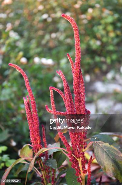 amaranth grain plant - amarant stock-fotos und bilder