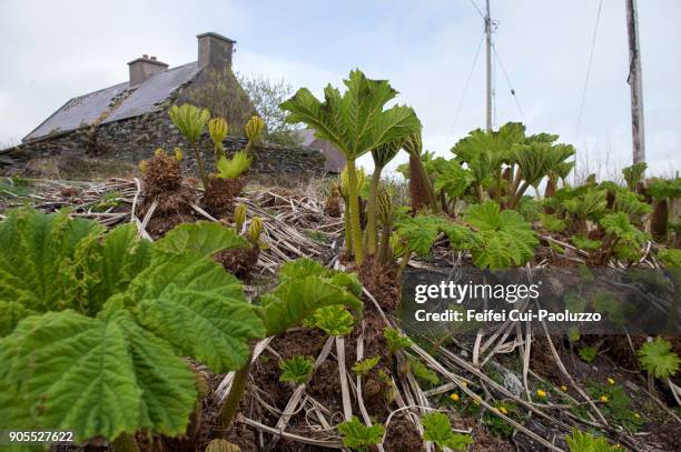 gunnera plants near cahersiveen, county kerry, ireland - gunnera plant fotografías e imágenes de stock