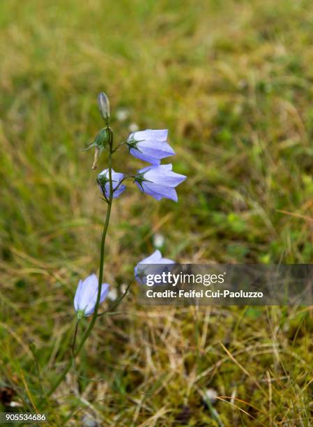 hyacinthoides non-scripta flowers - durness stock pictures, royalty-free photos & images