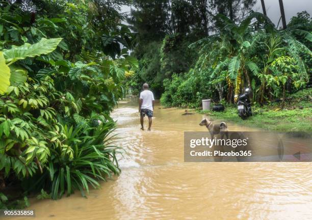 walking through flooded street during extreme weather tropical storm - pets thunderstorm stock pictures, royalty-free photos & images