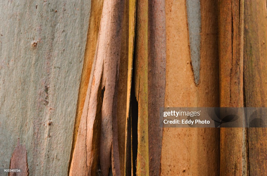 Eucalypts tree texture