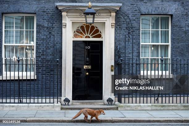 Fox runs past the entrance to 10 Downing street in central London on January 16, 2018.