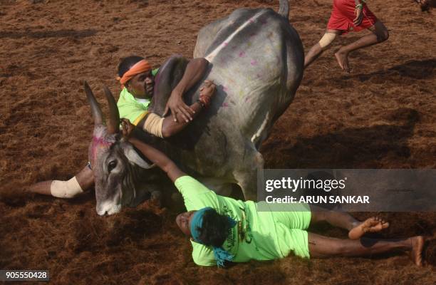 In this photograph taken on January 15 Indian participants try to control a bull during the annual 'Jallikattu' bulltaming festival in the village of...