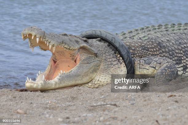Saltwater crocodile with a tyre around its neck is seen in Palu river in Palu on January 16, 2018. Indonesian conservation officials are racing...