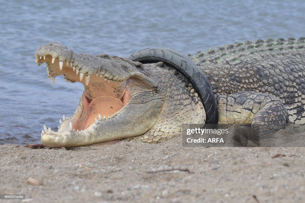 TOPSHOT-INDONESIA-WILDLIFE-CROCODILE