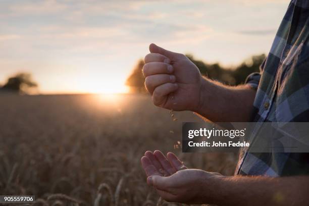 hands of caucasian man examining wheat in field - grain field foto e immagini stock