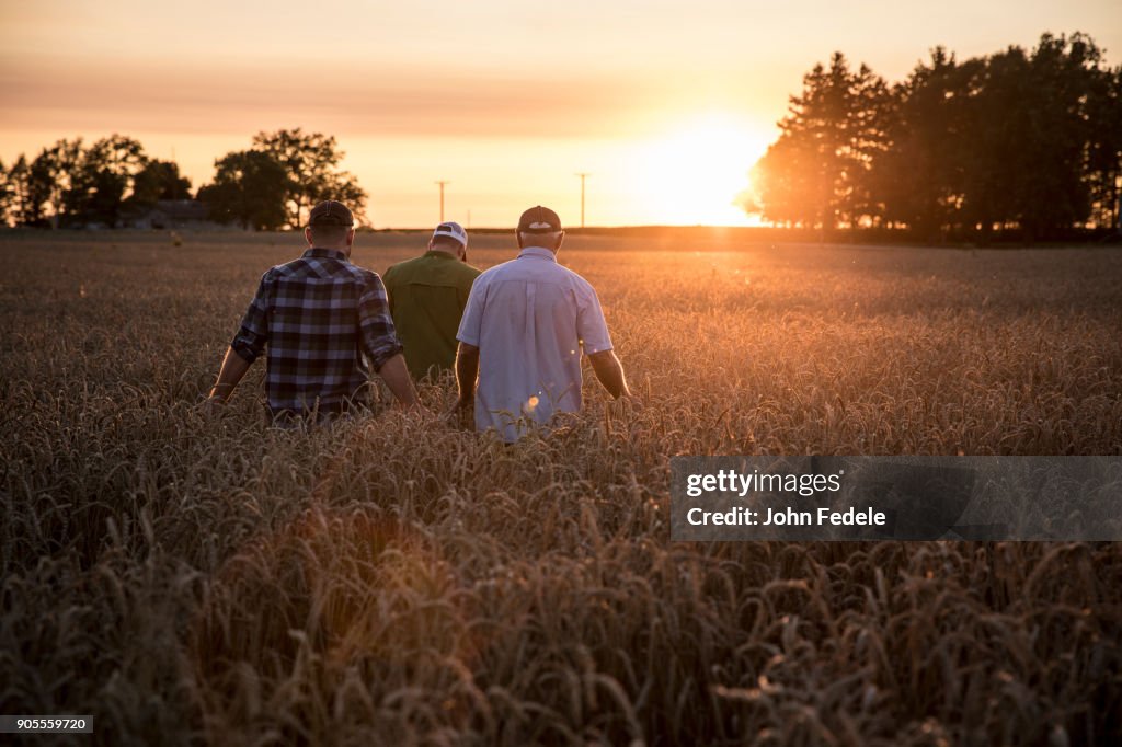 Caucasian men walking though field of wheat