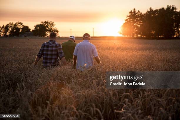 caucasian men walking though field of wheat - farmer walking stock pictures, royalty-free photos & images