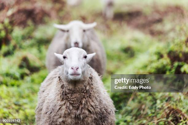sheep closeup - sheep farm stock pictures, royalty-free photos & images