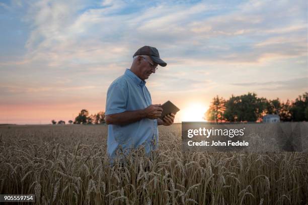 caucasian man using digital tablet in field of wheat - rural illinois stock pictures, royalty-free photos & images