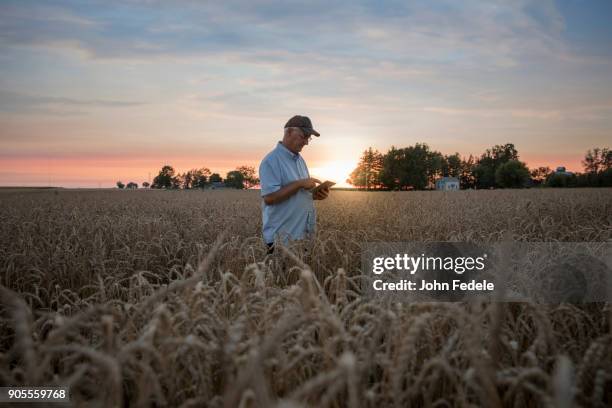 distant caucasian man using digital tablet in field of wheat - wheat farm stockfoto's en -beelden