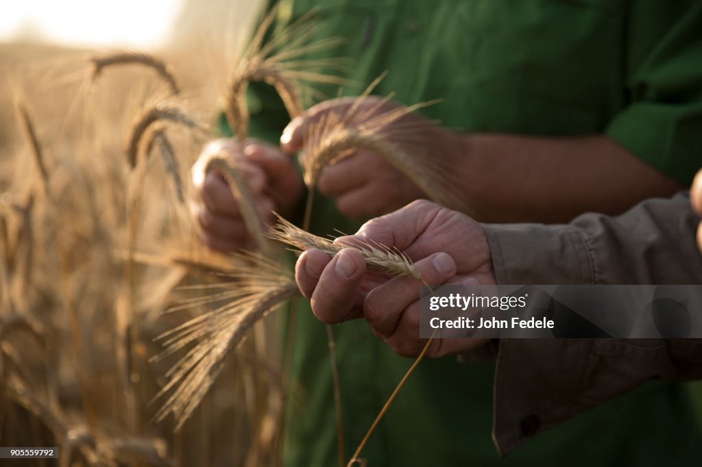 Caucasian men examining wheat