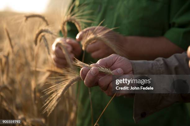 caucasian men examining wheat - champ ferme photos et images de collection