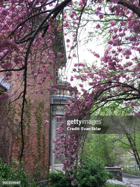 cherry blossoms - prospect park stock-fotos und bilder