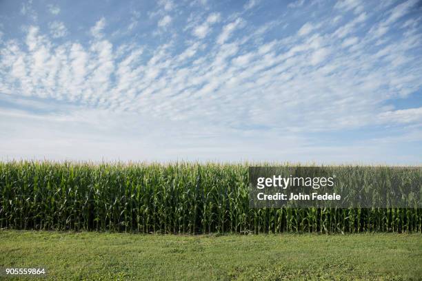 field of corn - rural illinois stock pictures, royalty-free photos & images