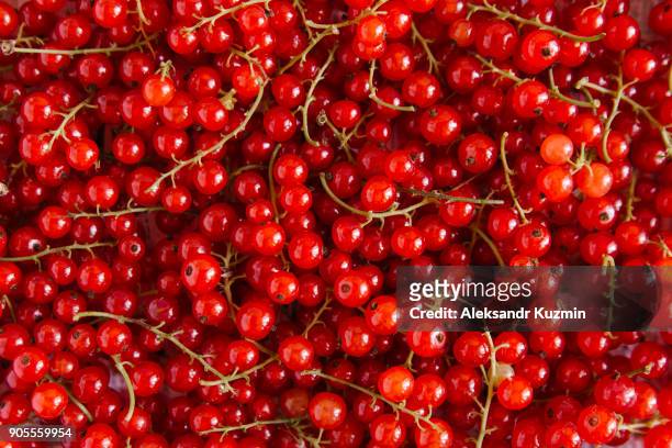 close up of red berries - vinbär bildbanksfoton och bilder