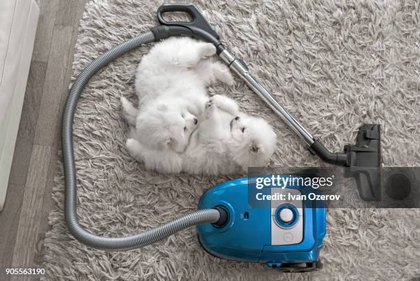 fluffy white dogs laying on shag carpet near vacuum - samojeed stockfoto's en -beelden