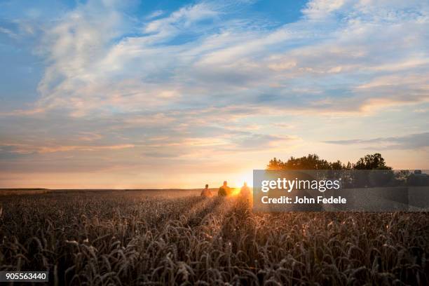 distant caucasian men in field of wheat at sunset - midwest usa stockfoto's en -beelden