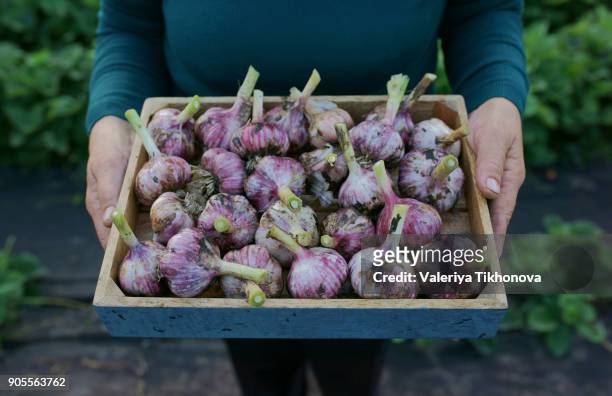 close up of caucasian woman holding tray of garlic - onion family stock pictures, royalty-free photos & images