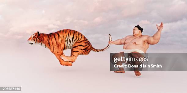 sumo wrestler holding tiger by the tail - tiger running stockfoto's en -beelden