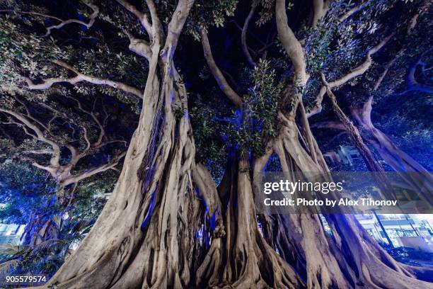giant rubber trees - alicante stock pictures, royalty-free photos & images