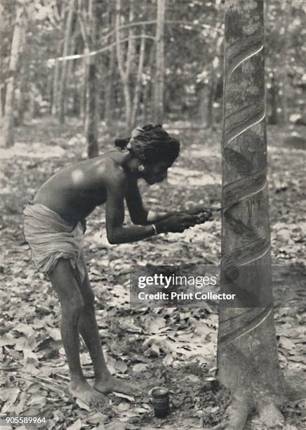 'Arbeiter beim Anschneiden eines Gummibaumes ', 1926. Worker cutting a rubber tree, spiral cutting is uneconomical and is no longer applied. From Der...