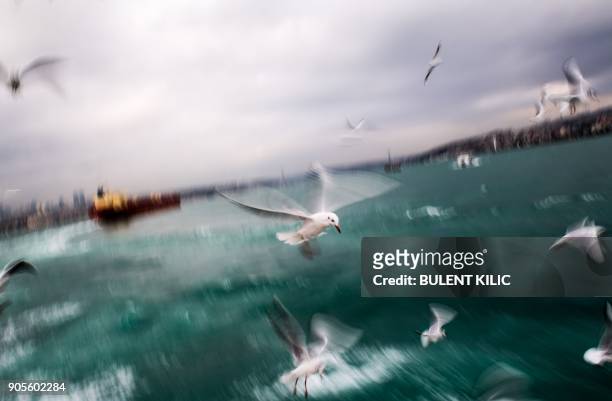 Seagulls fly above the Bosphorus, from the European side to the Asian side of Istanbul, on January 16, 2018. / AFP PHOTO / BULENT KILIC