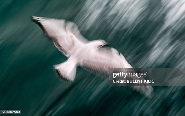 Seagull flies above the Bosphorus, off the coast of Istanbul, on January 16, 2018. / AFP PHOTO / BULENT KILIC