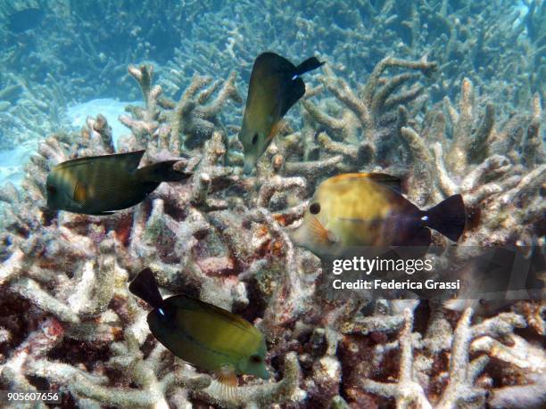 small group of surgeonfish on the coral reef - acanthurus sohal stock pictures, royalty-free photos & images