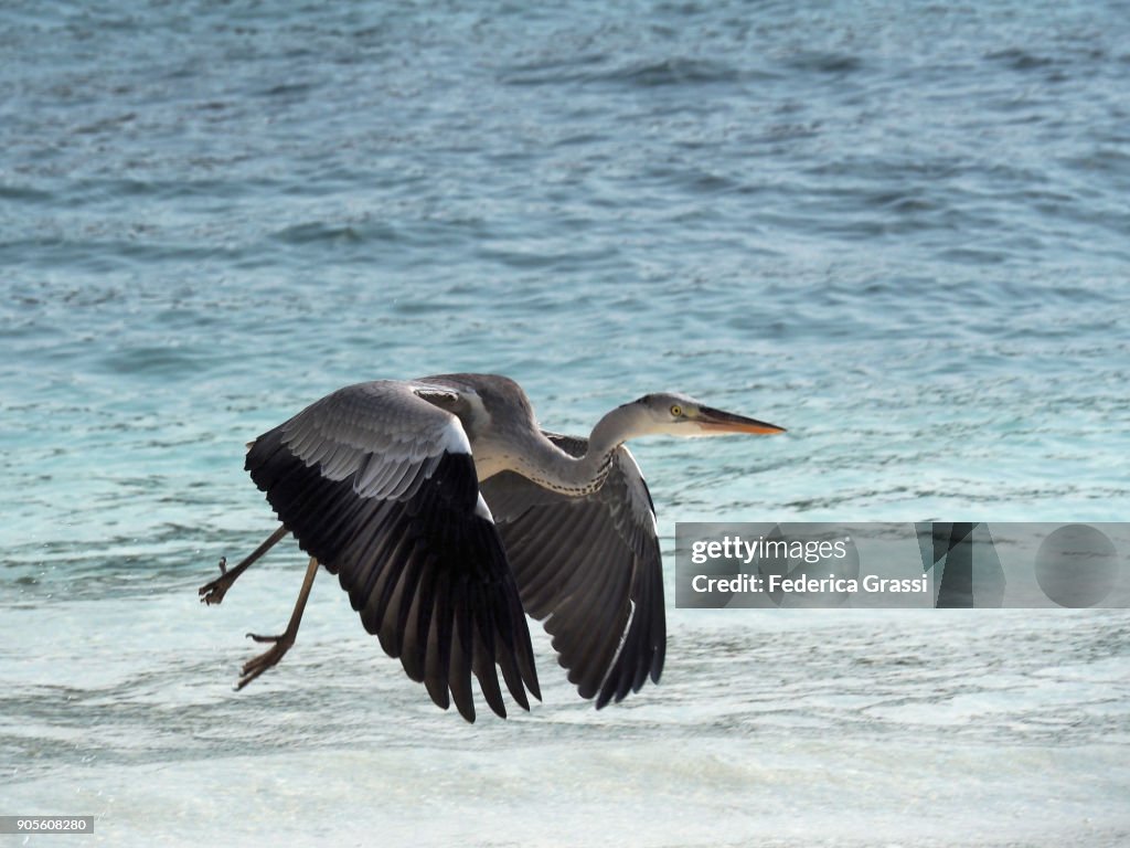 Heron With Spread Wings On Maldivian Island