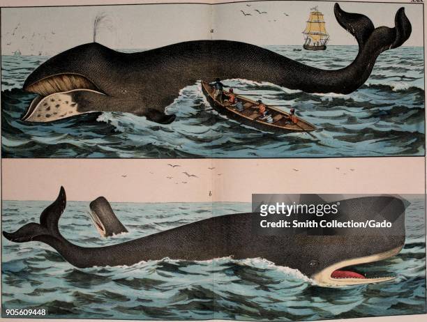 Color illustration depicting two types of whales, figure a showing a bowhead whale, Balaeana mysticetus, with open mouth, blowing water from its...