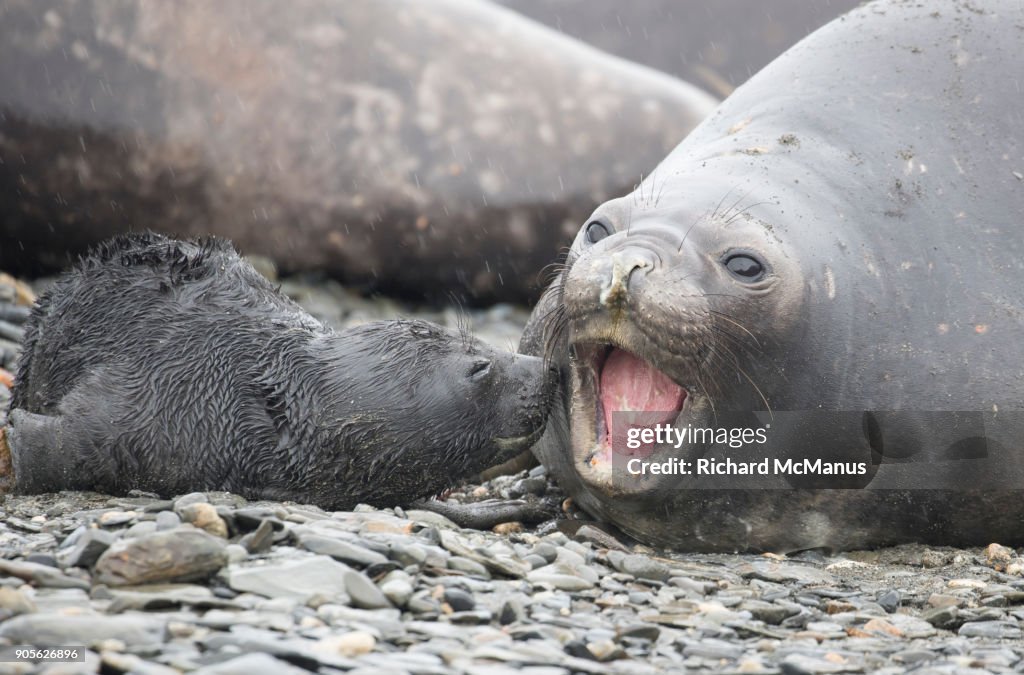 Elephant seal pup showing affection.