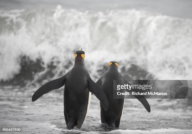 king penguins  going for a swim. - st andrews bay stockfoto's en -beelden