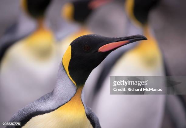 king penguin portrait. - st andrew's bay stock pictures, royalty-free photos & images