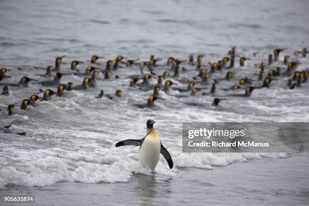 the leader of the pack. - st andrew's bay stock pictures, royalty-free photos & images