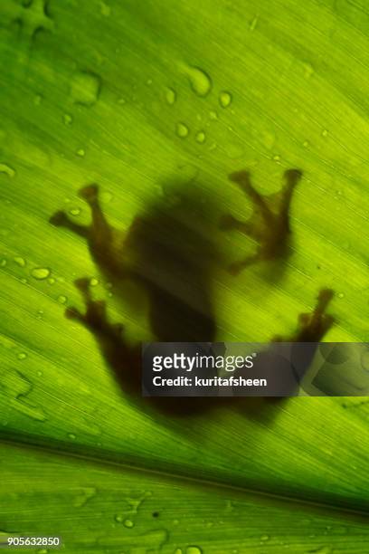 silhouette of a tree frog on a leaf, indonesia - frog silhouette stock pictures, royalty-free photos & images