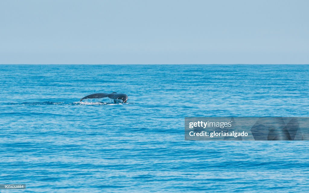 Whale swimming in ocean