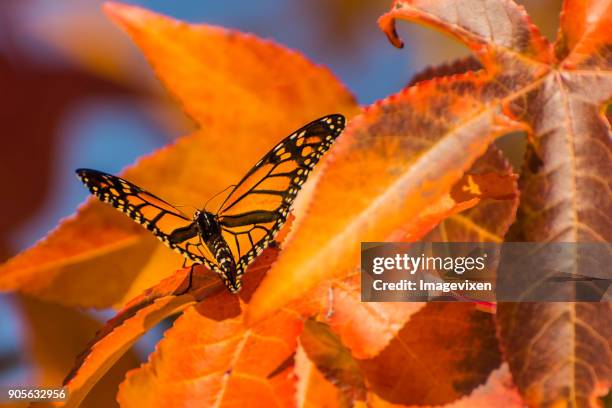 Monarch butterfly on an autumn leaf