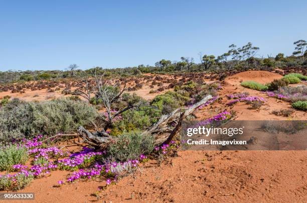 desert landscape, goldfields near kalgoorlie, western australia, australia - goldfield stock pictures, royalty-free photos & images