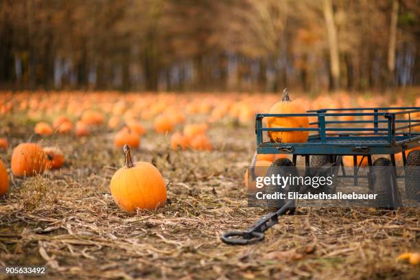 a wagon in a pumpkin field - pumpkin patch stock pictures, royalty-free photos & images