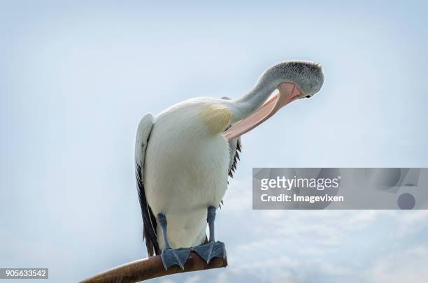 australian pelican preening feathers (pelecanus conspicillatus), australia - preening stock pictures, royalty-free photos & images