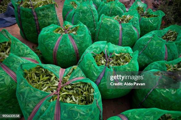 Green Tea Stack 100 Stack Of Tea Bags Stock Photos, High-Res Pictures, and Images ...