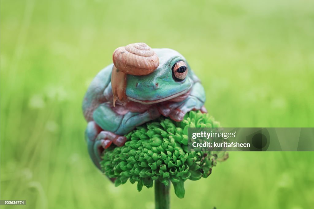 Snail on a Dumpy tree frog, Indonesia