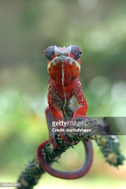 portrait of a panther chameleon on branch, indonesia - chameleon stockfoto's en -beelden