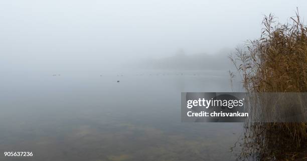 reeds along riverbank, enschede, overijssel, twente, holland - chrisvankan stock pictures, royalty-free photos & images