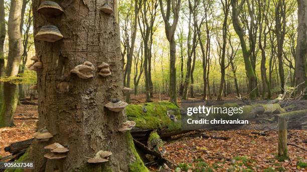 close-up of mushrooms growing on trees, speulderbos, ermelo, gelderland, holland - chrisvankan stock pictures, royalty-free photos & images